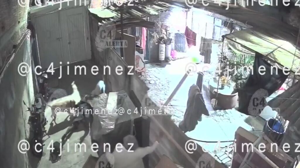 Ataque de Perros Pitbull en Tláhuac: Ana sufre graves lesiones