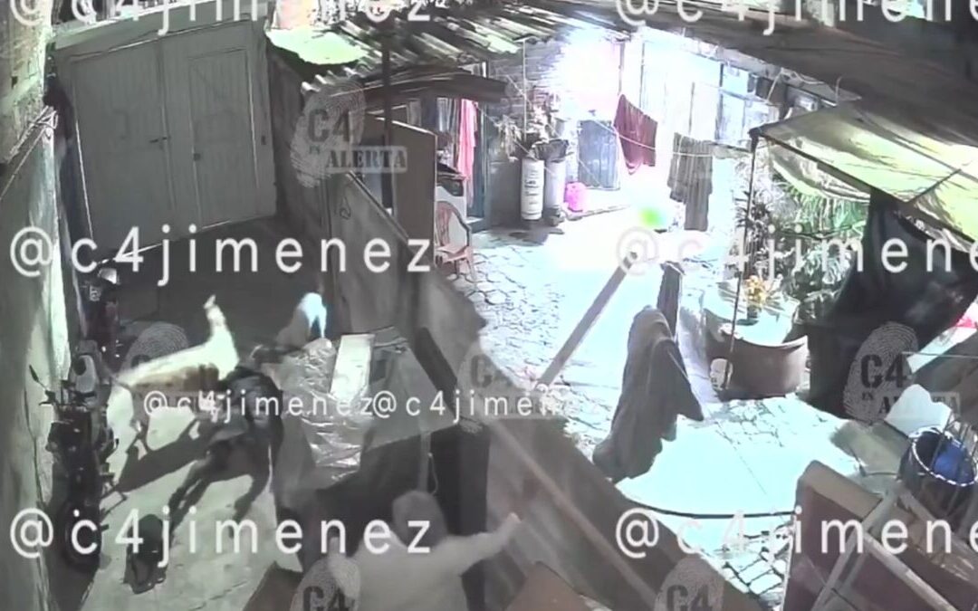 Ataque de Perros Pitbull en Tláhuac: Ana sufre graves lesiones