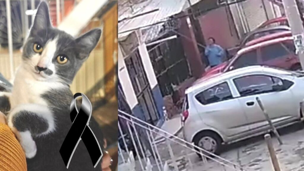 Justicia Animal: Vinculan a Proceso a Gerónimo N por la Muerte del Gatito Gary en Guanajuato