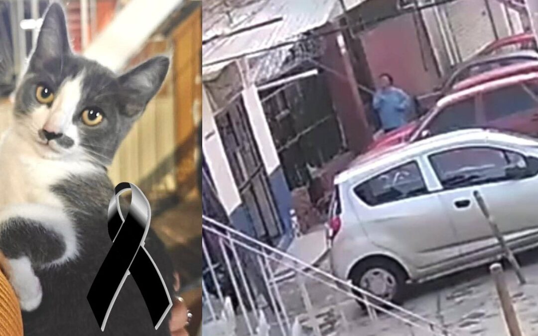 Justicia Animal: Vinculan a Proceso a Gerónimo N por la Muerte del Gatito Gary en Guanajuato