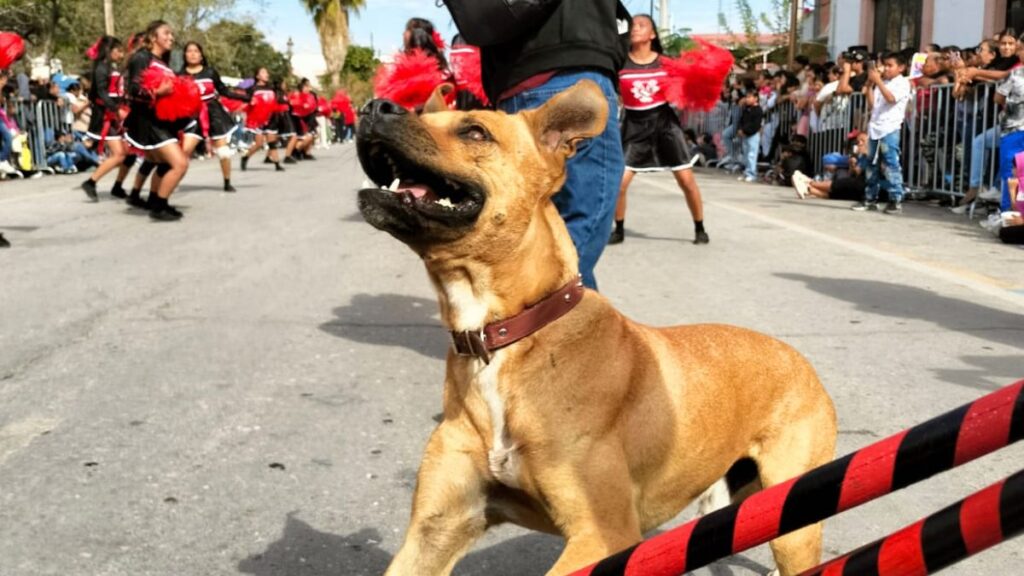 ¿Dónde se encuentra Toño? Ayuda urgente para localizar al perro bailarín de San Pedro
