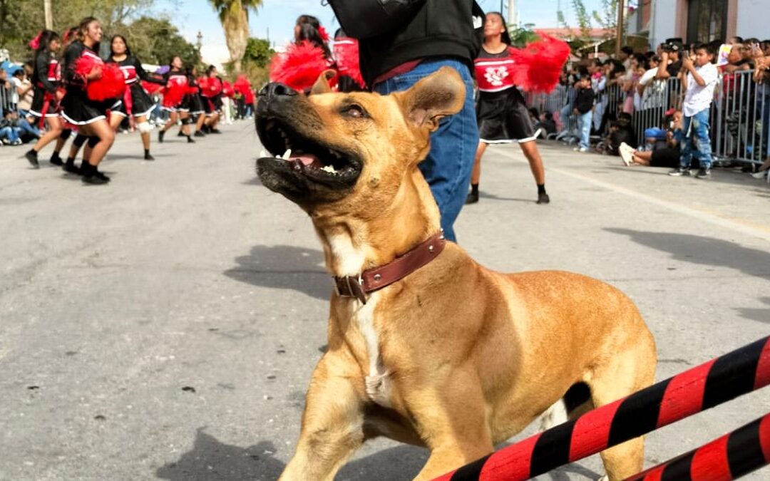 ¿Dónde se encuentra Toño? Ayuda urgente para localizar al perro bailarín de San Pedro