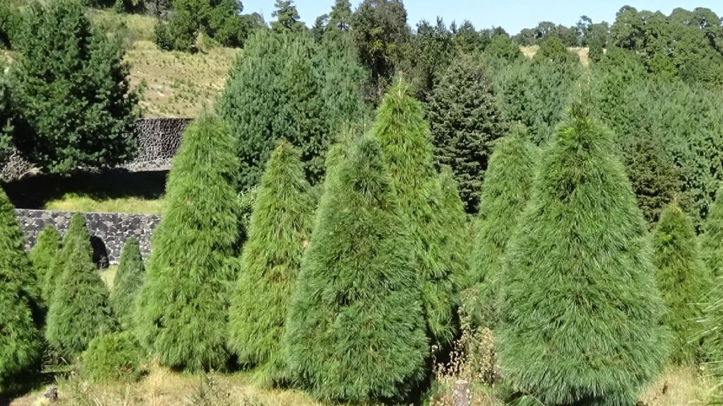 Encuentra los Mejores Árboles de Navidad Naturales en Querétaro 2025: Ubicación y Precios