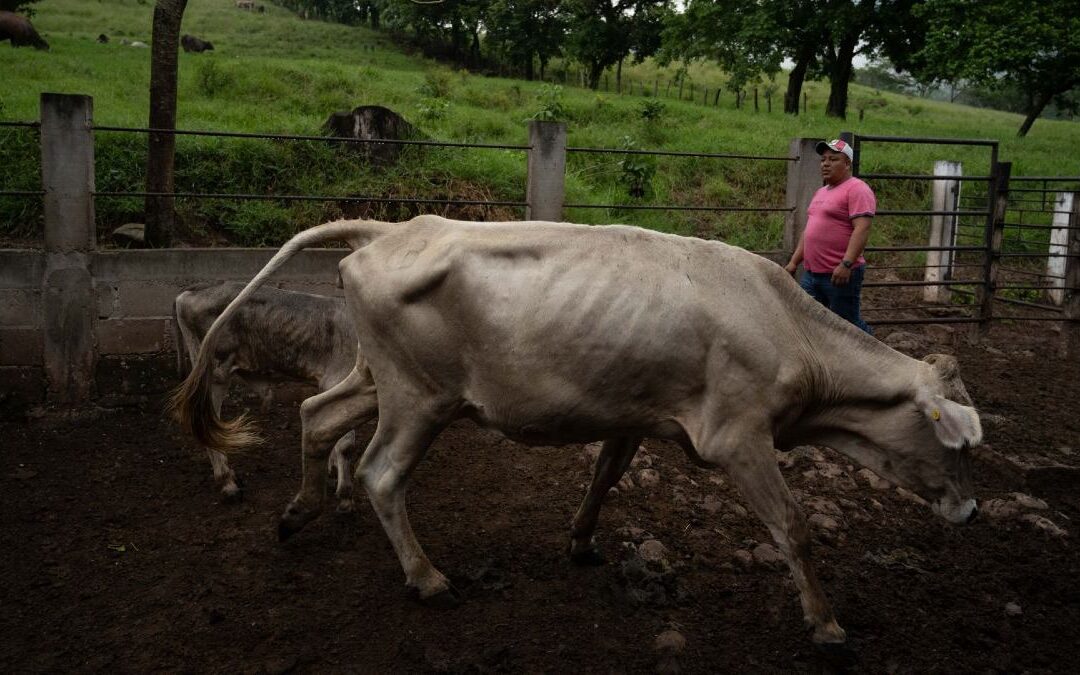 Oaxaca Aumenta la Vigilancia Sanitaria Tras Confirmar Casos de Gusano Barrenador en Humanos