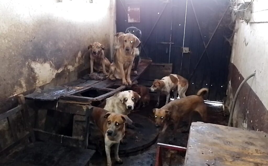 Tlaquepaque: Aumento de Sanciones por Maltrato Animal y Prohibición de Mutilaciones