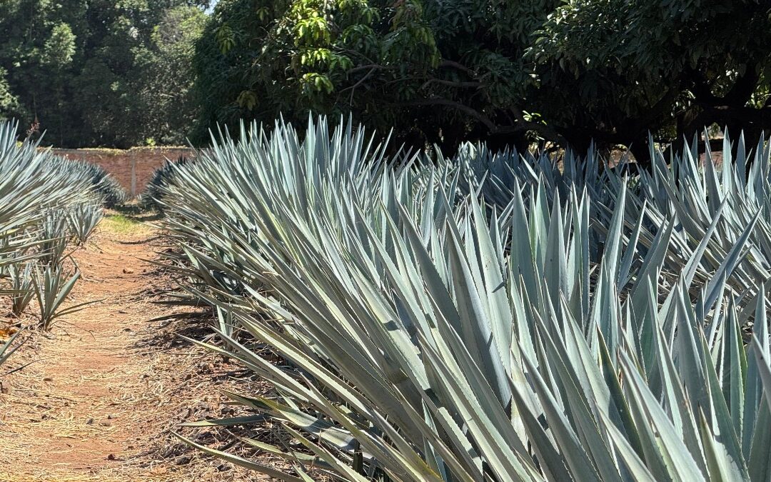 Descubre los Pueblos Mágicos de Jalisco: Impulso Turístico para el Cierre de Año