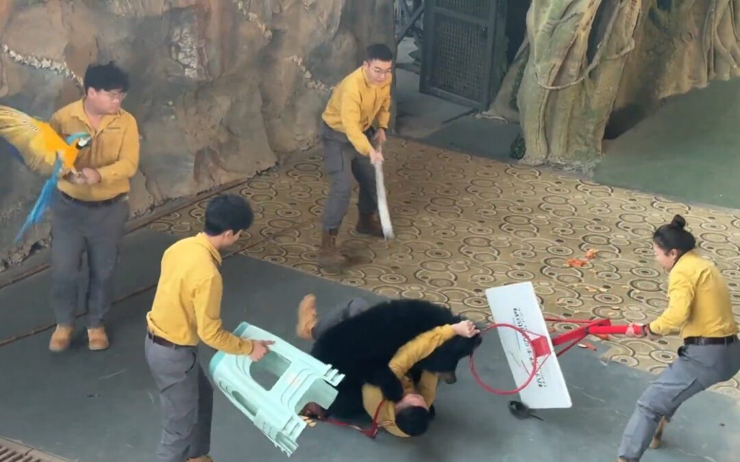 Oso Negro Ataca a Cuidador en Safari: Zoológico Anuncia Cancelación Definitiva del Espectáculo